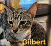 Gilbert