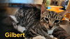 Gilbert