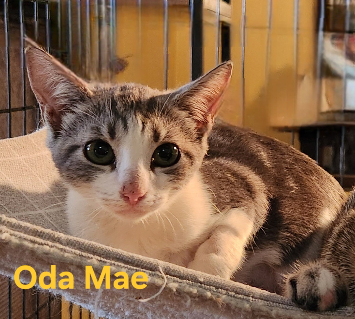 Oda Mae Image