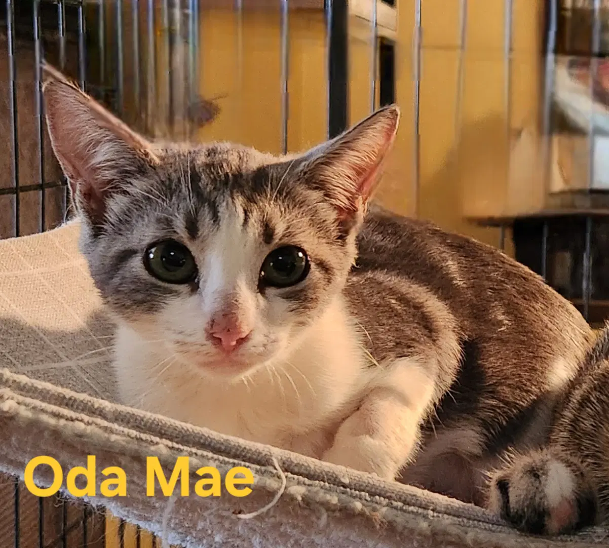 Oda Mae - Domestic Short Hair