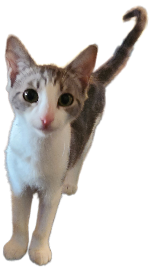 ODA MAE - Domestic Short Hair available for adoption