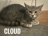 Cloud