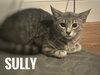 Sully