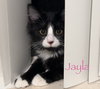 Jayla