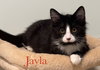 Jayla