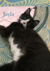 Jayla