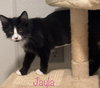 Jayla