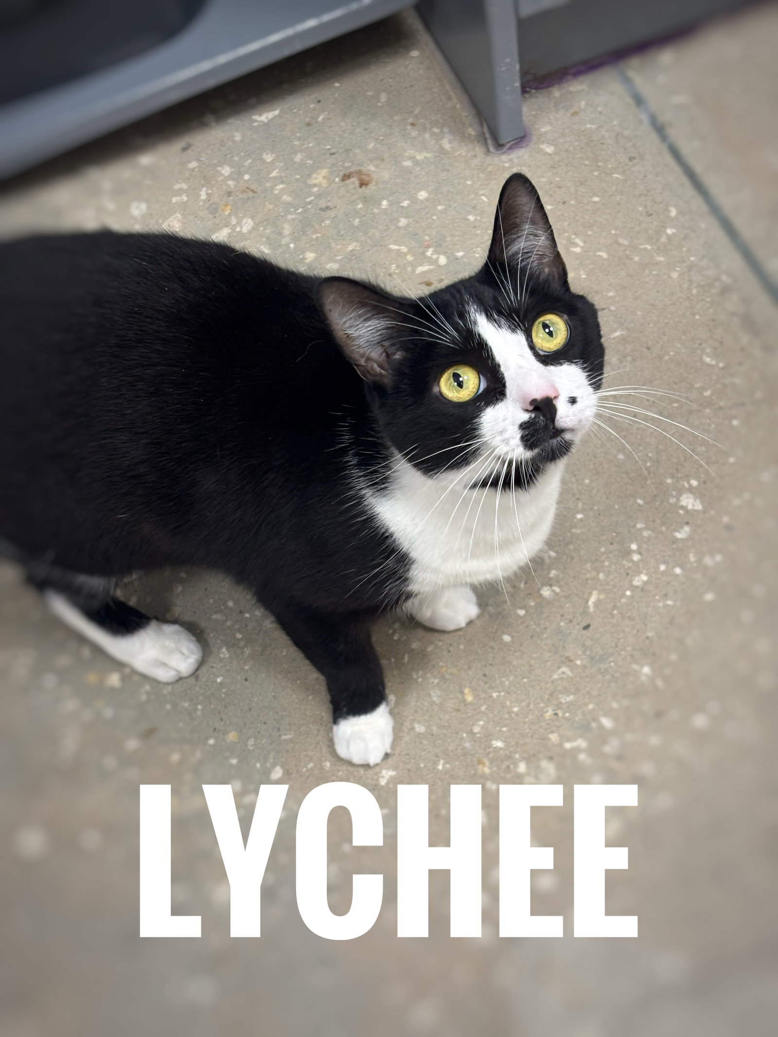 Lychee Image