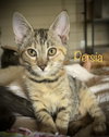 Persia