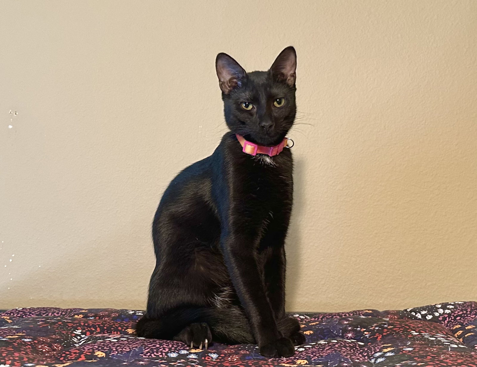 Mimi Image