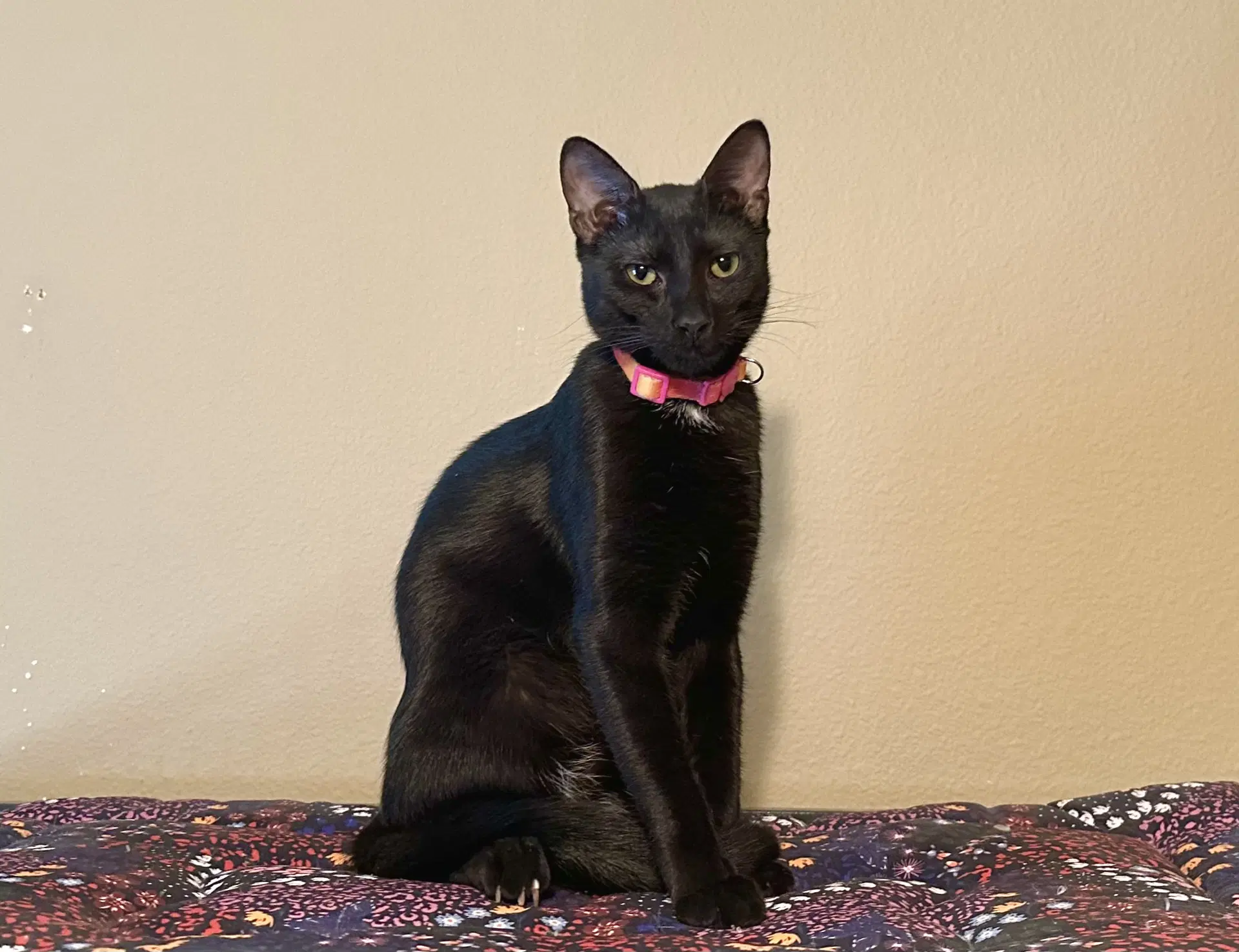 Mimi image 2