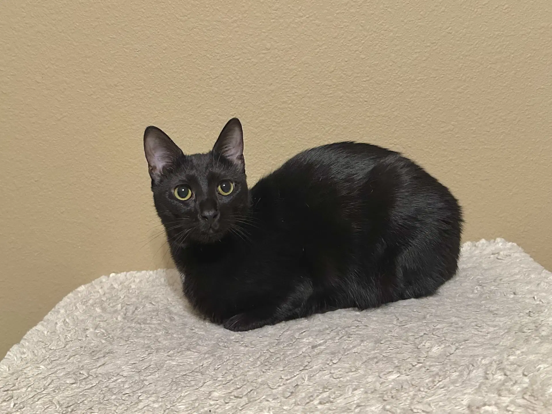Mimi - Domestic Short Hair