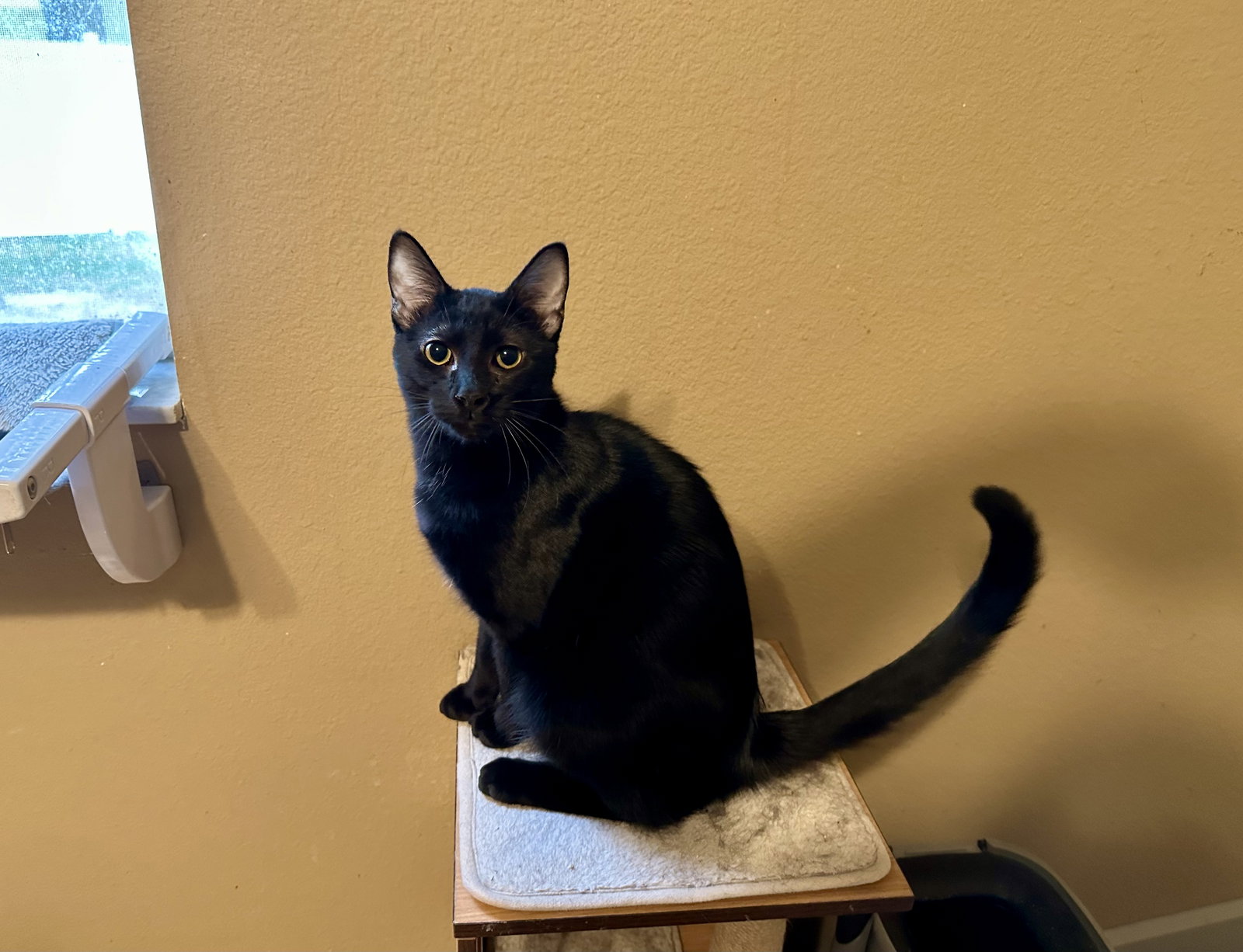 Cici Image