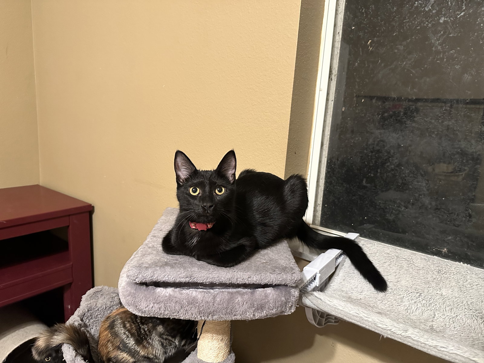 Gigi Image