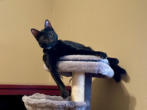JJ, Young Domestic Short Hair (short coat), cat for adoption in Port Orange, Florida