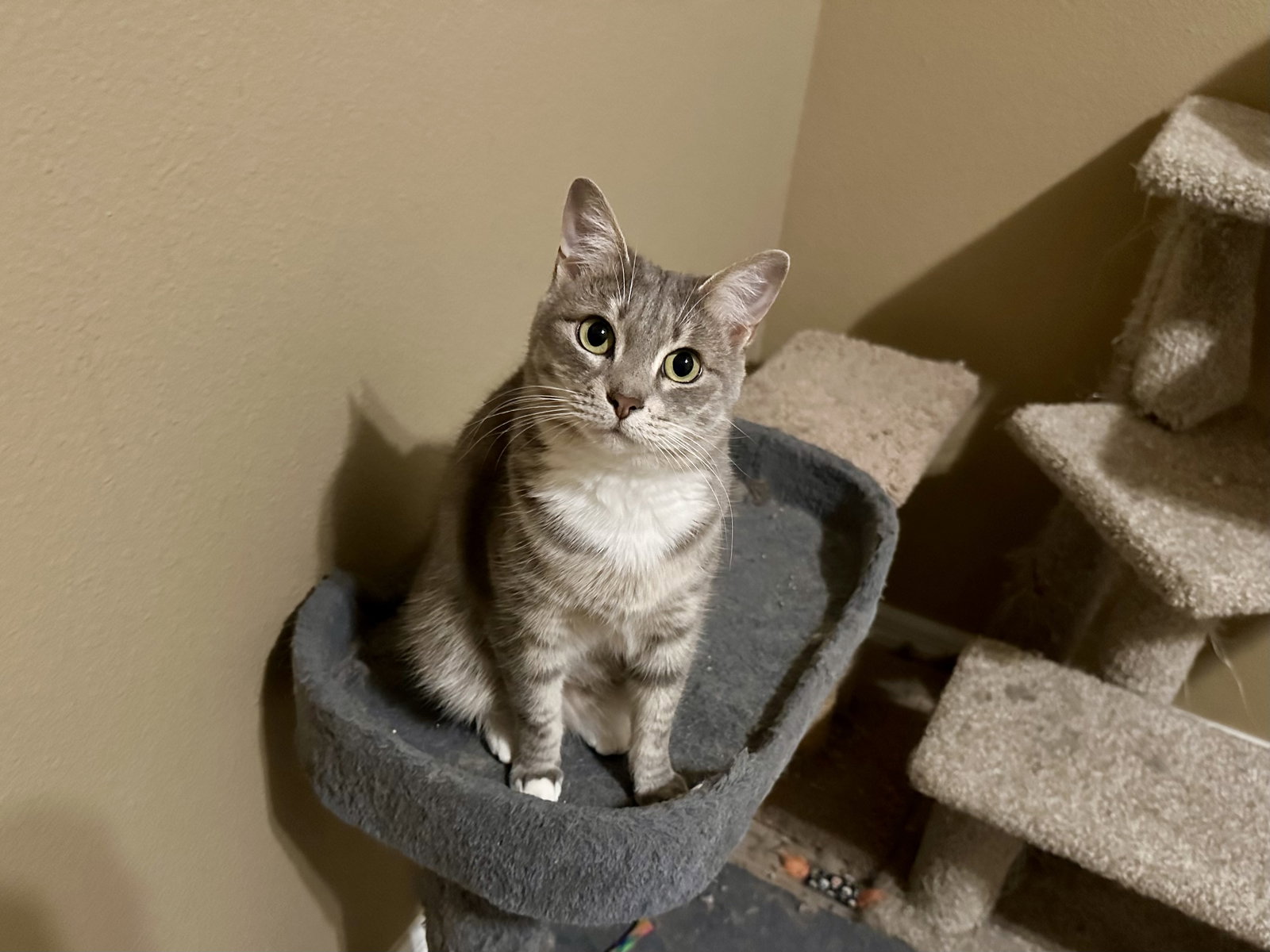 Averie Image