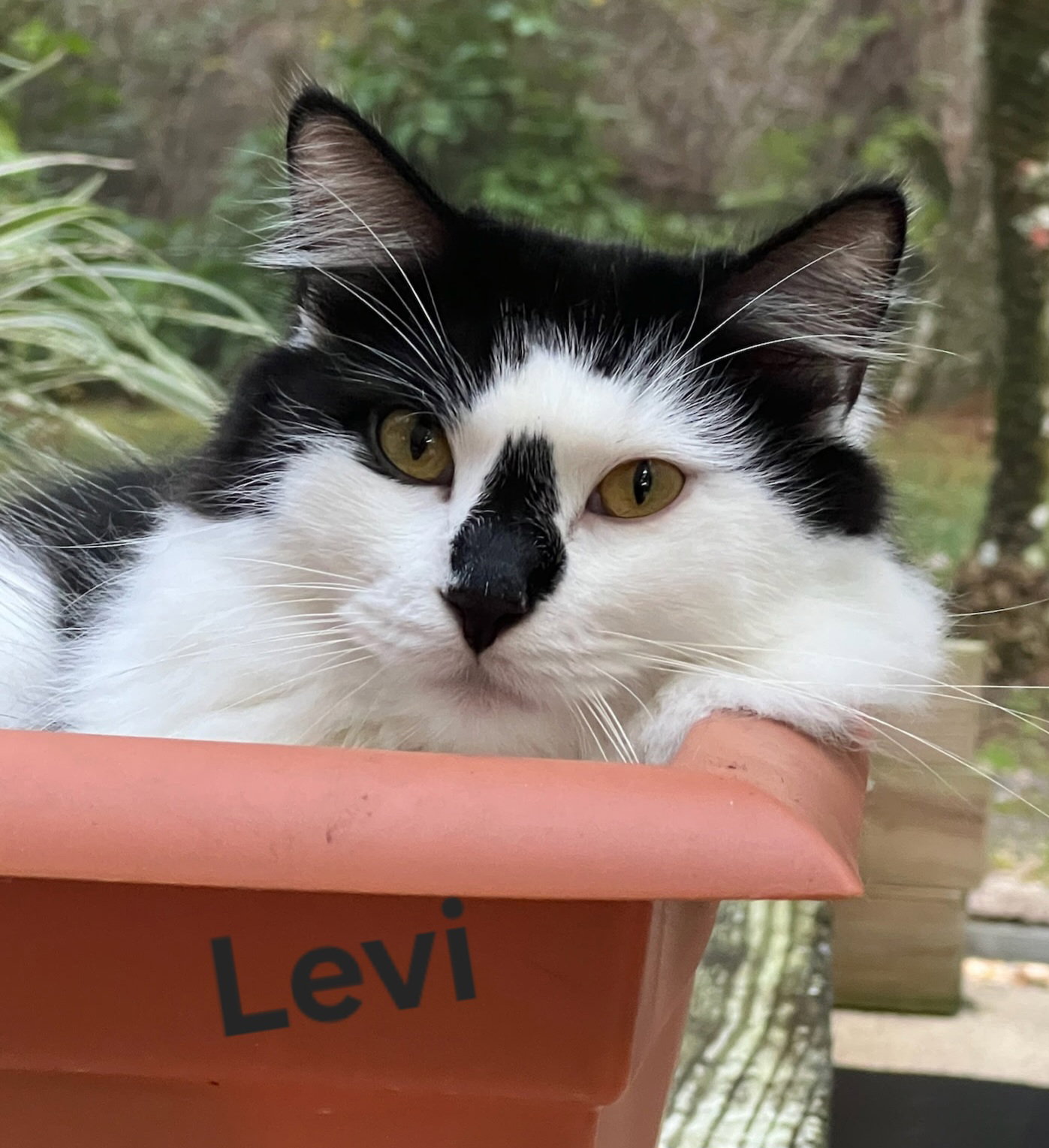 Levi Image
