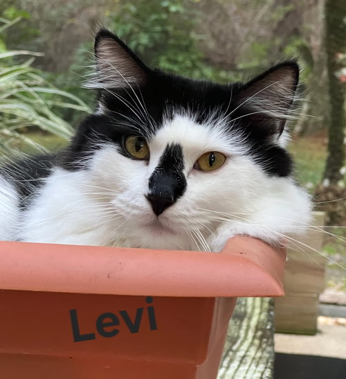 picture of the cat needing adoption