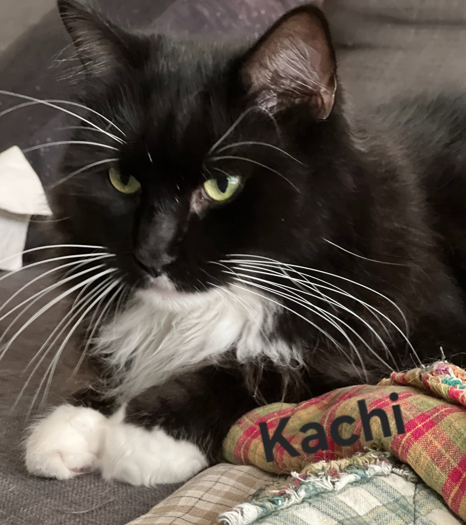 Kachi Image