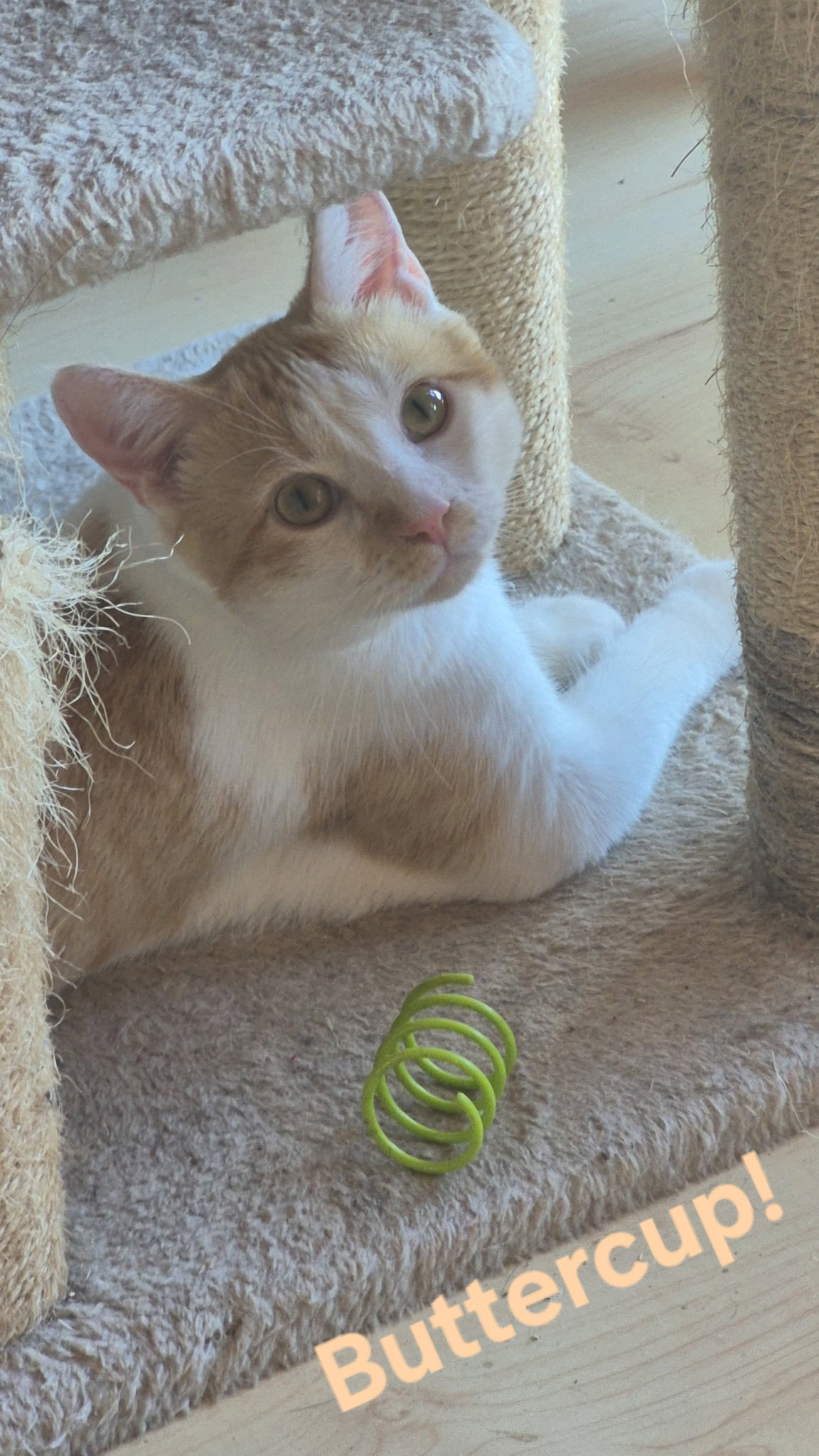 Buttercup Image