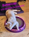 Buttercup