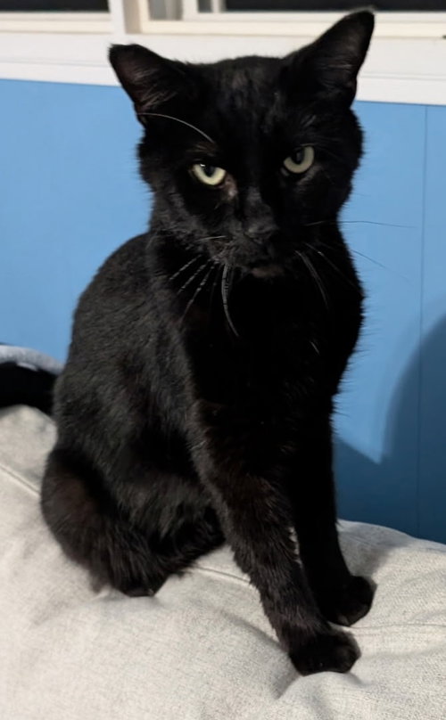 picture of the cat needing adoption