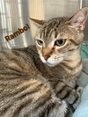 Rambo