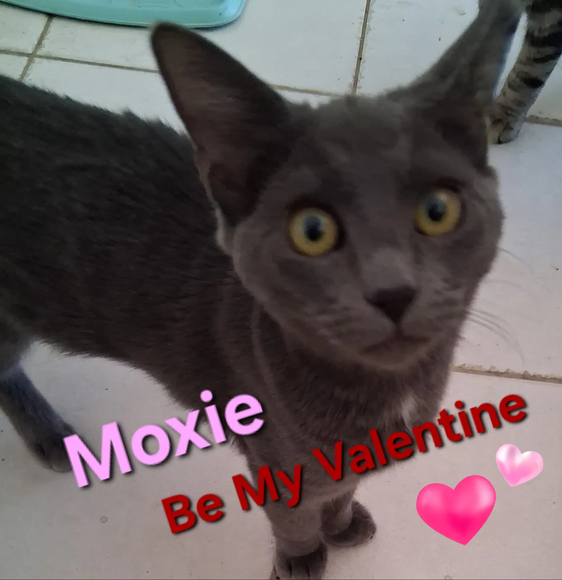 Moxie image 2