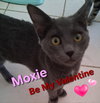 Moxie