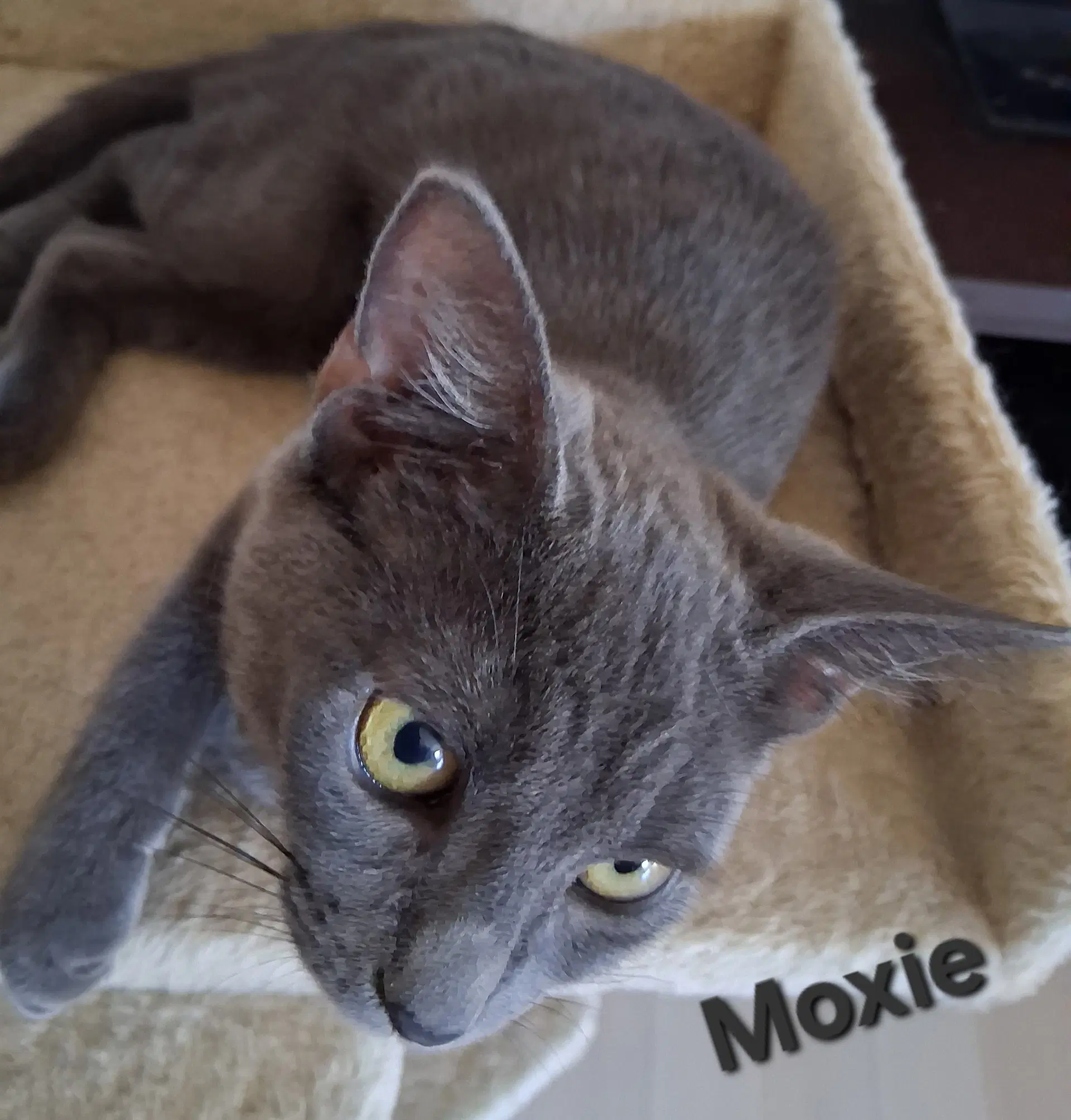Moxie image 3