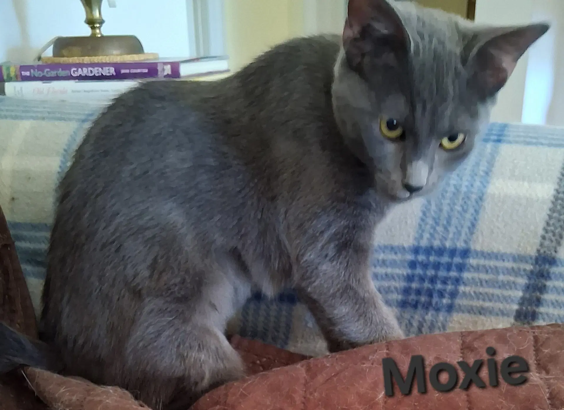 Moxie image 4