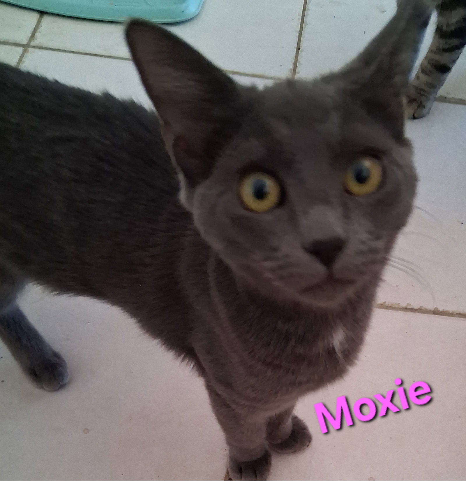 Moxie Image