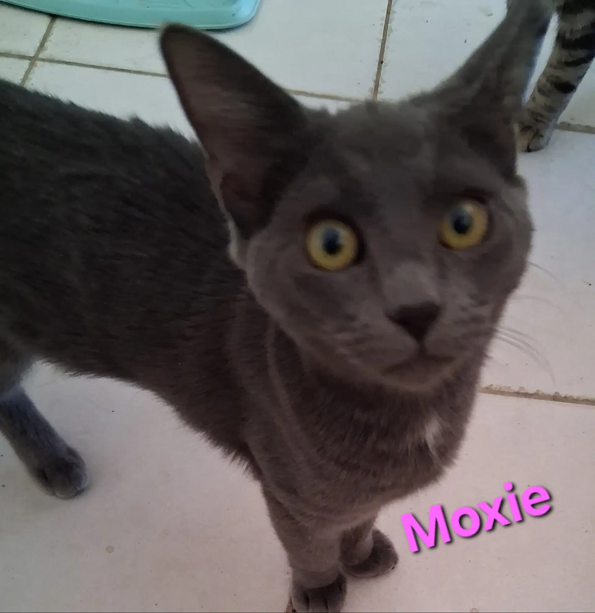 Moxie - Domestic Short Hair