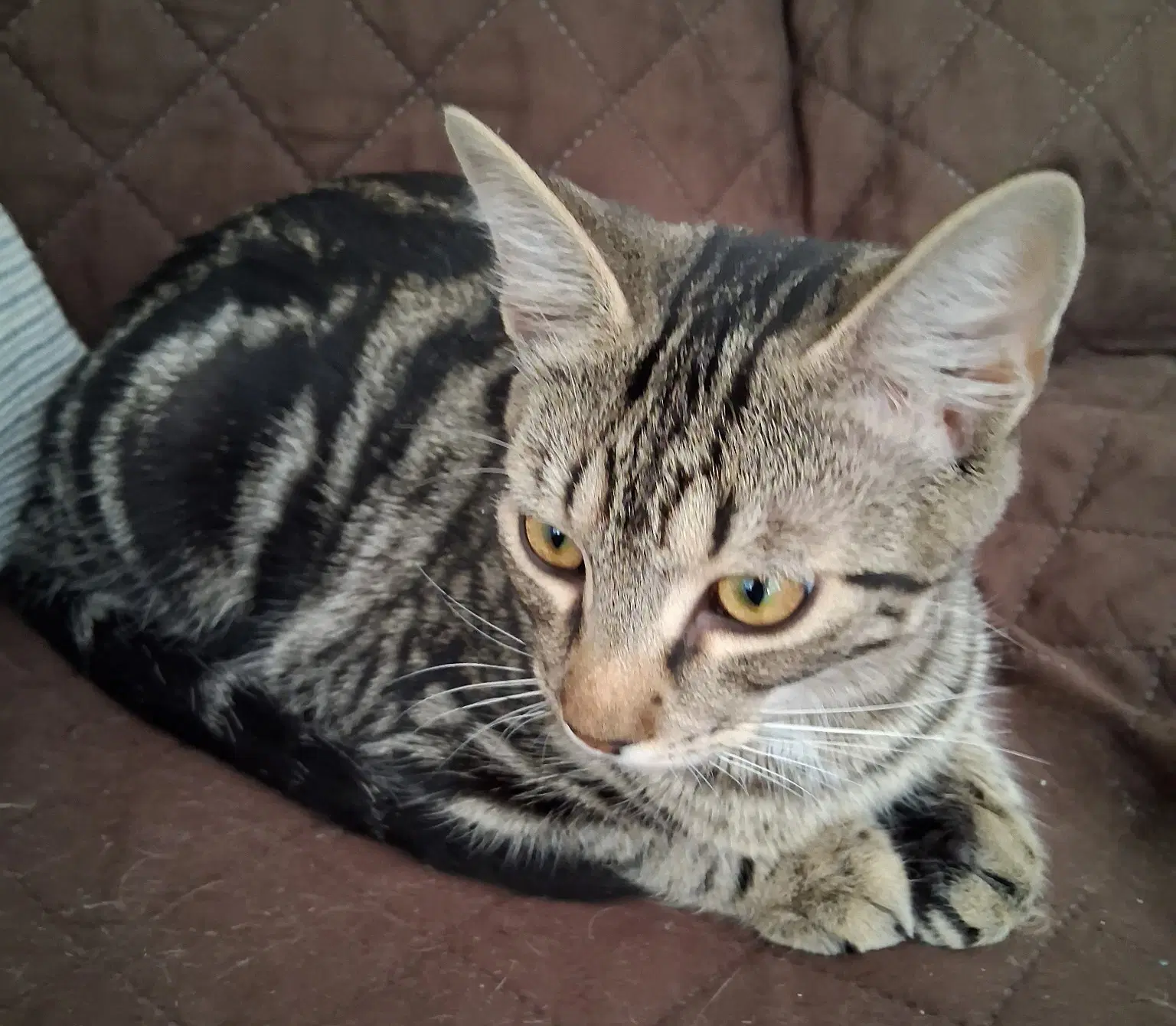 Echo - Domestic Short Hair