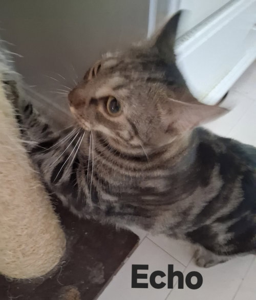 Photo 3 of Echo