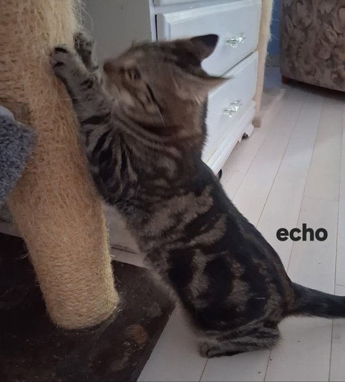 Photo 4 of Echo