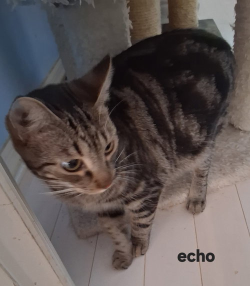 Photo 5 of Echo