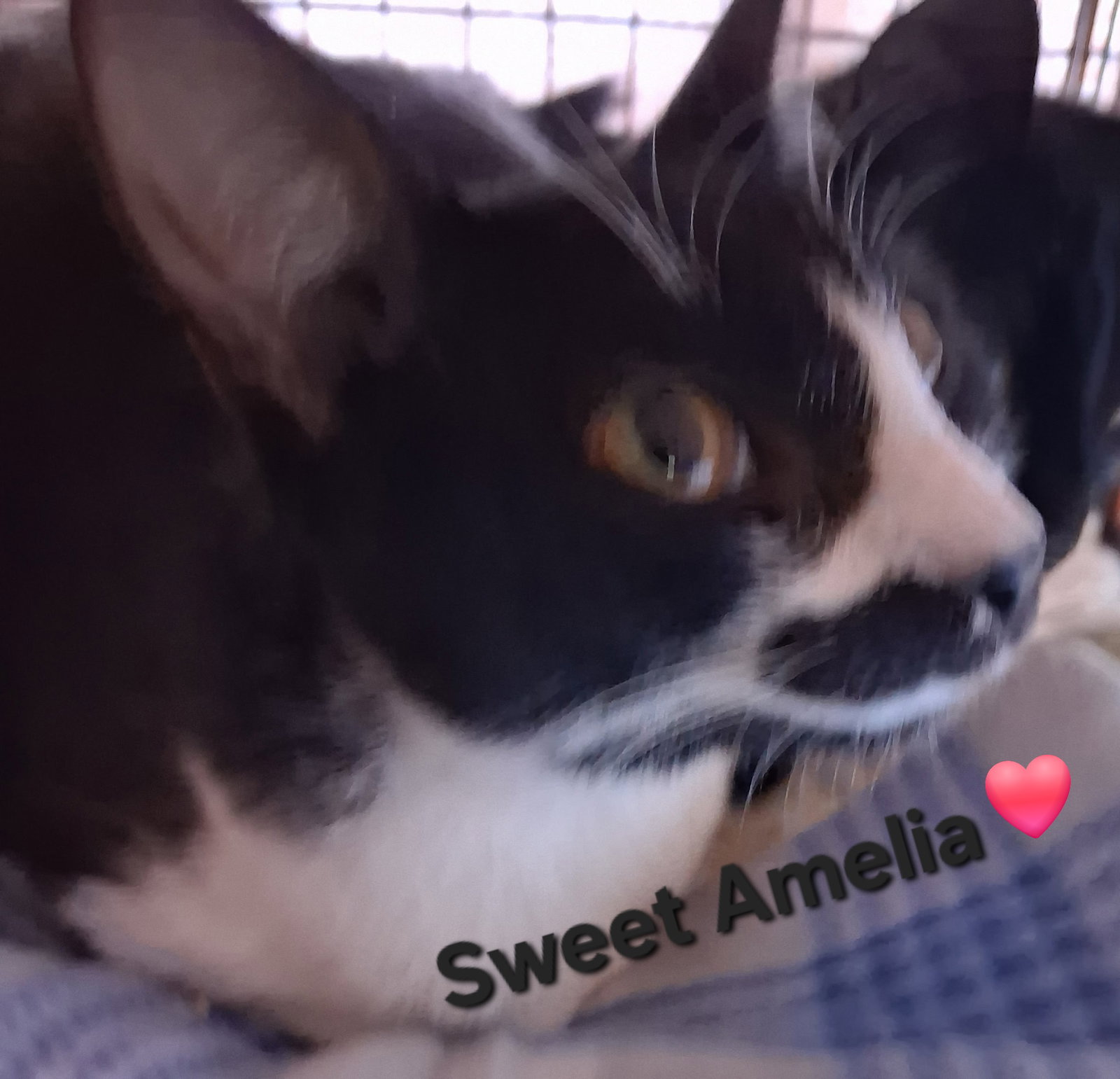 Amelia Image
