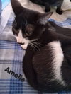 Amelia