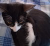 Amelia