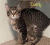 Everly
