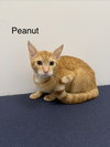 Peanut