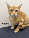 Peanut
