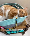 Milkshake