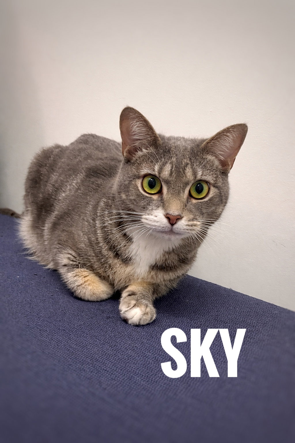 Sky Image