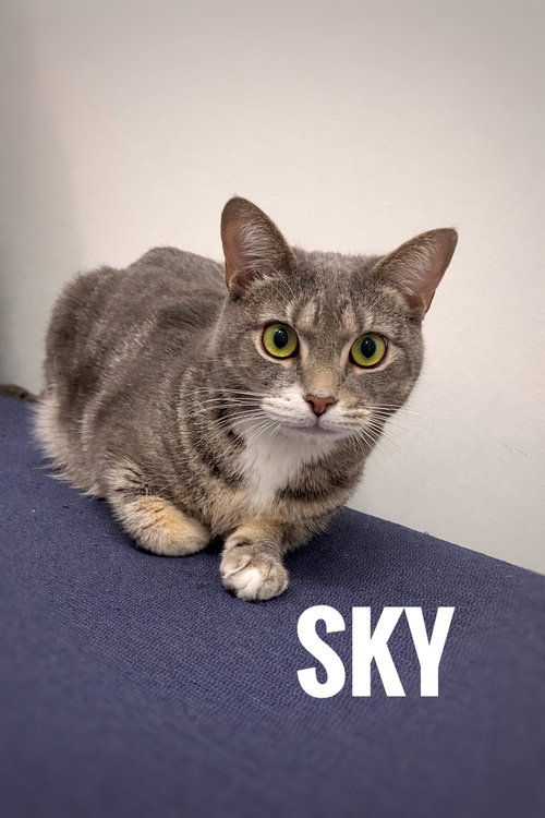 Sky, Adult Domestic Short Hair / Mixed (short coat), cat for adoption in Port Orange, Florida