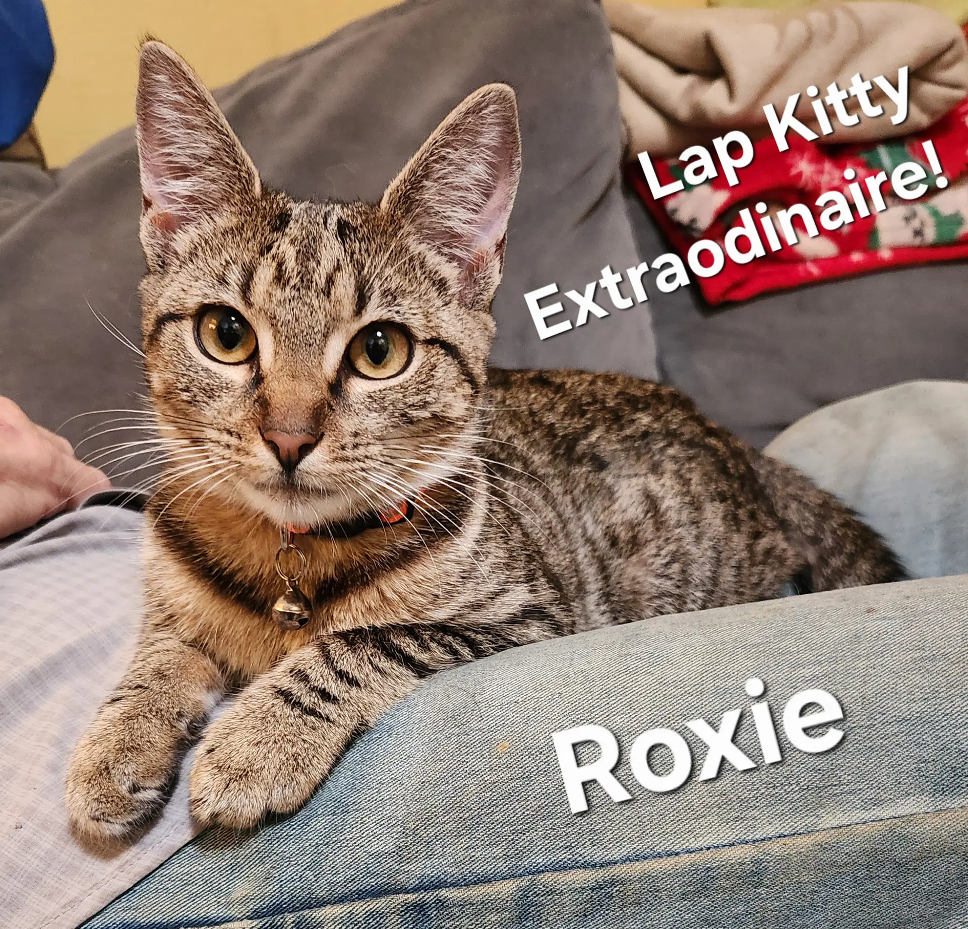 Roxie image 2