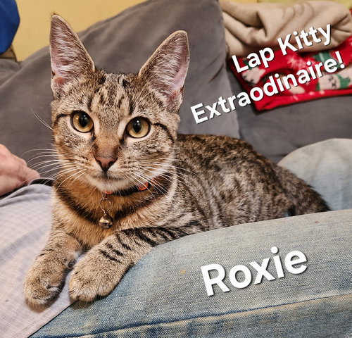 Roxie, an adoptable Domestic Short Hair in Longwood, FL