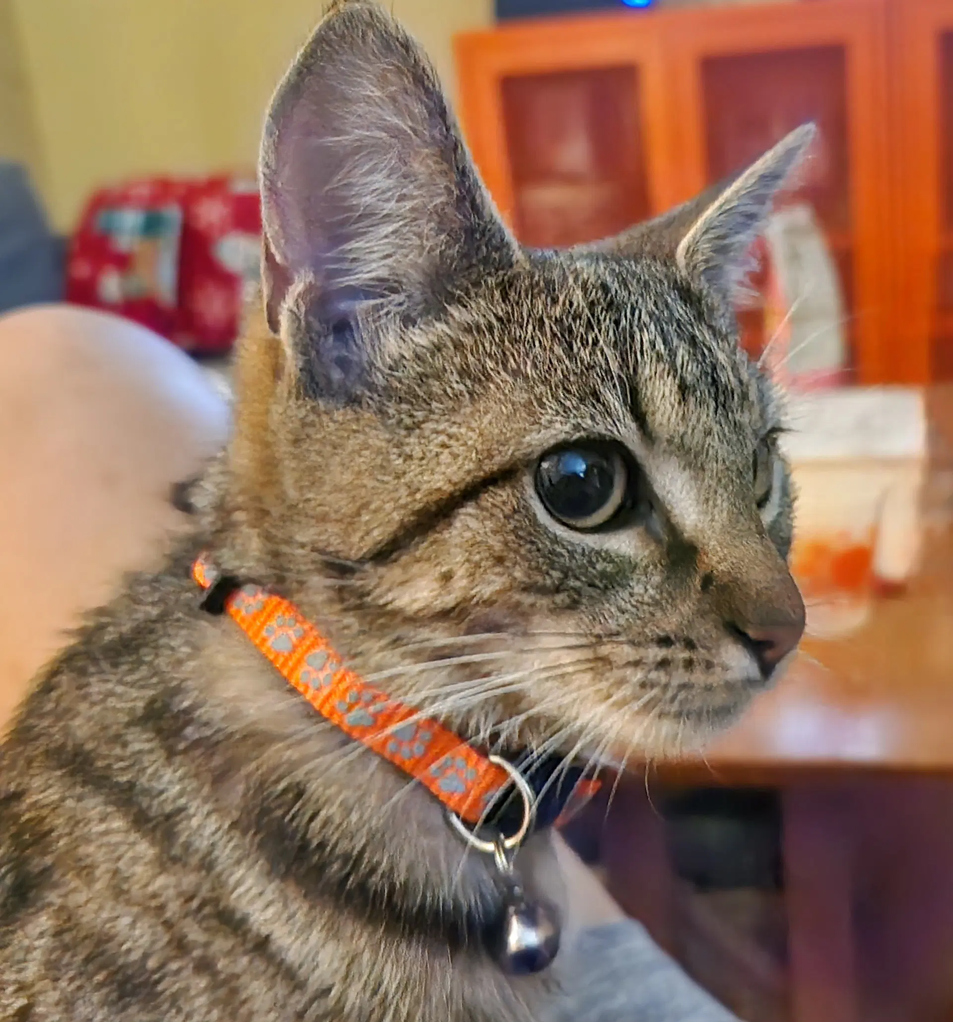 Roxie image 3