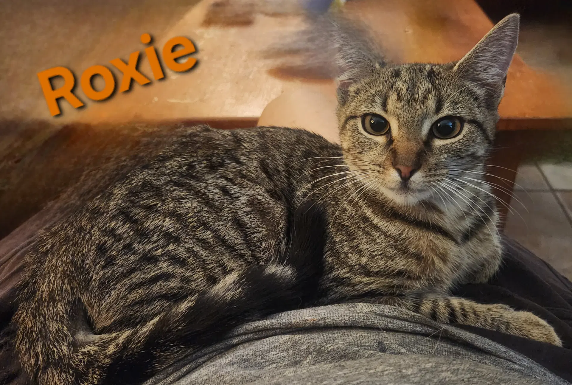 Roxie image 4